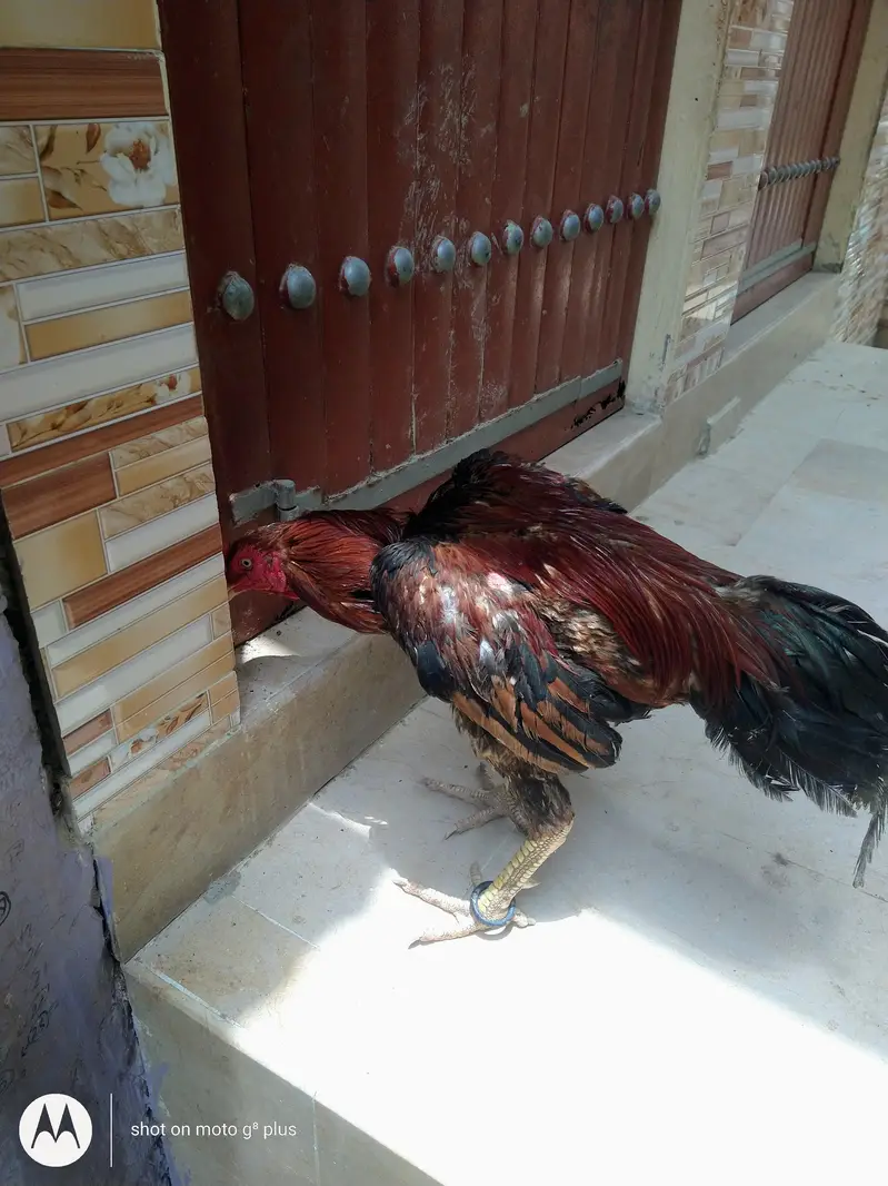 aseel Sindhi topla — photo 7