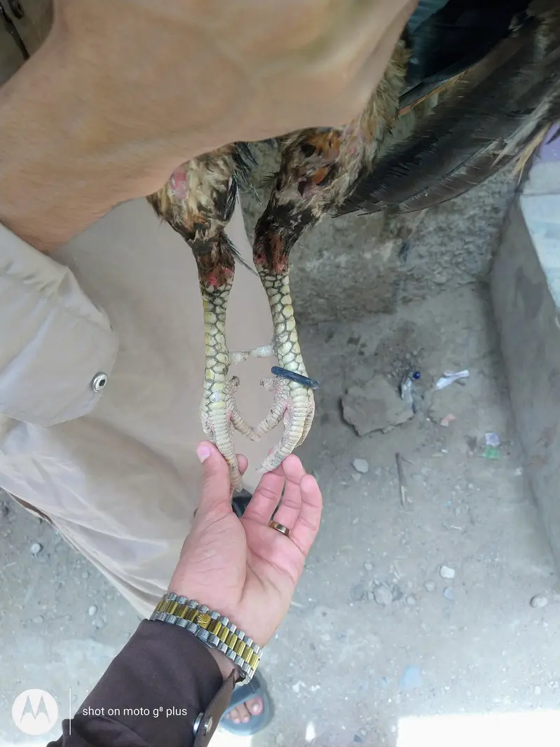 aseel Sindhi topla — photo 8