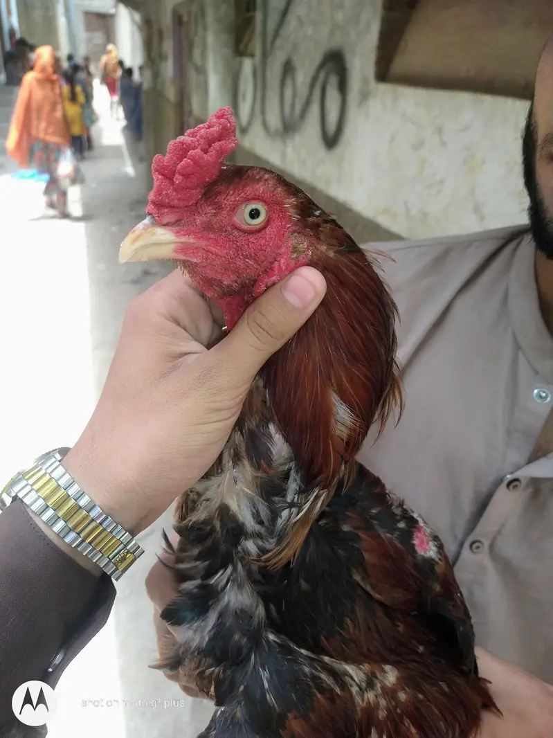 aseel Sindhi topla — photo 9