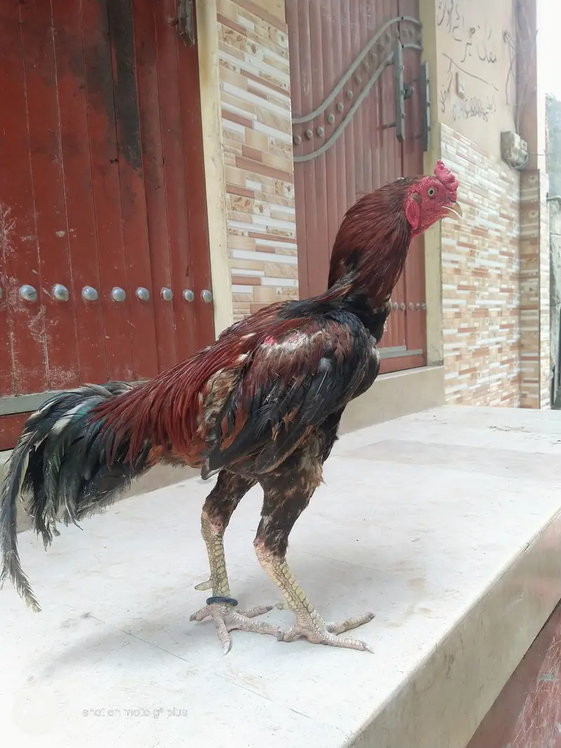 aseel Sindhi topla — photo 10