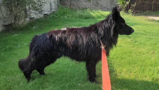German Shepherd Long coat