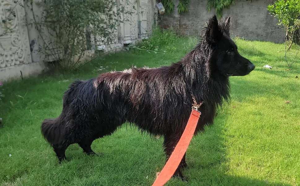 German Shepherd Long coat — photo 2
