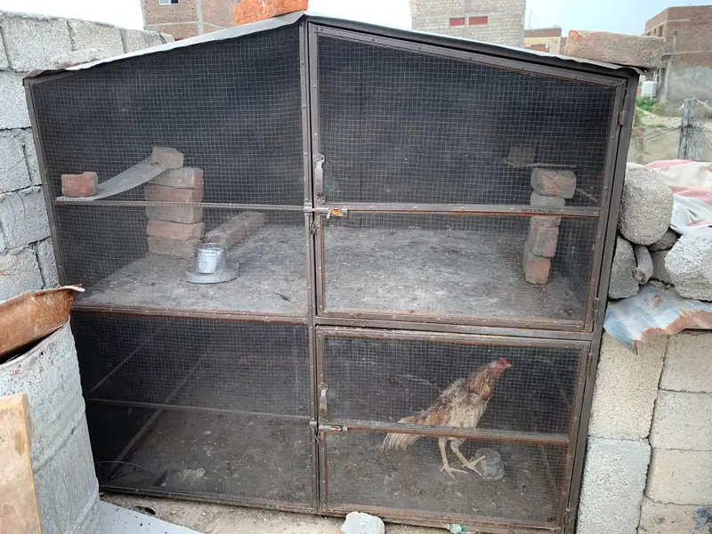 penjra for sale