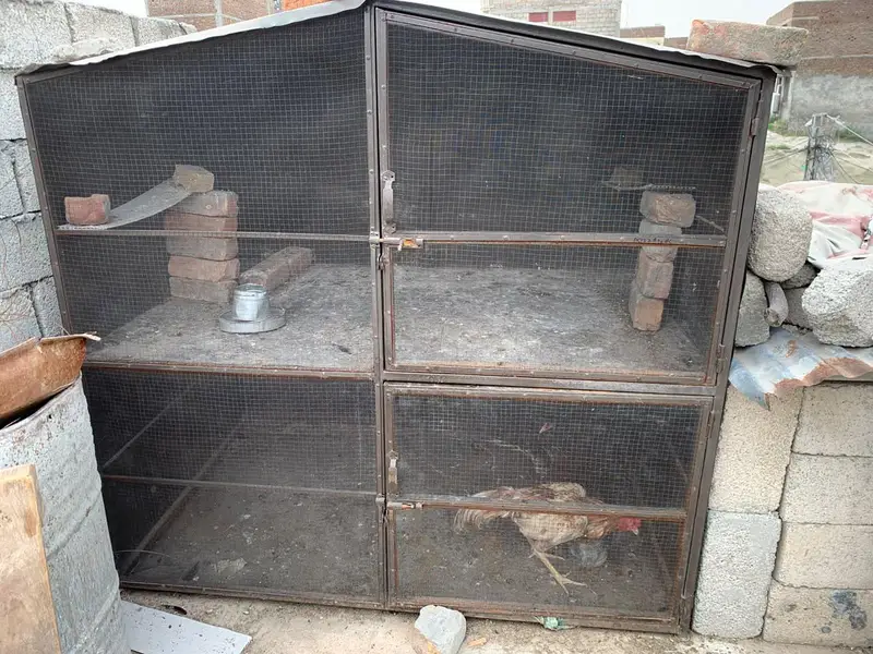 penjra for sale — photo 2