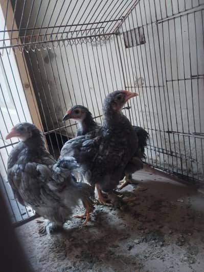 bantam chicks