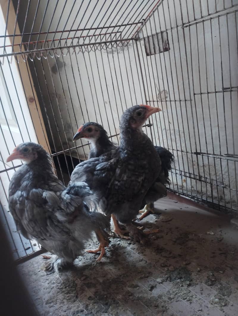 bantam chicks 0