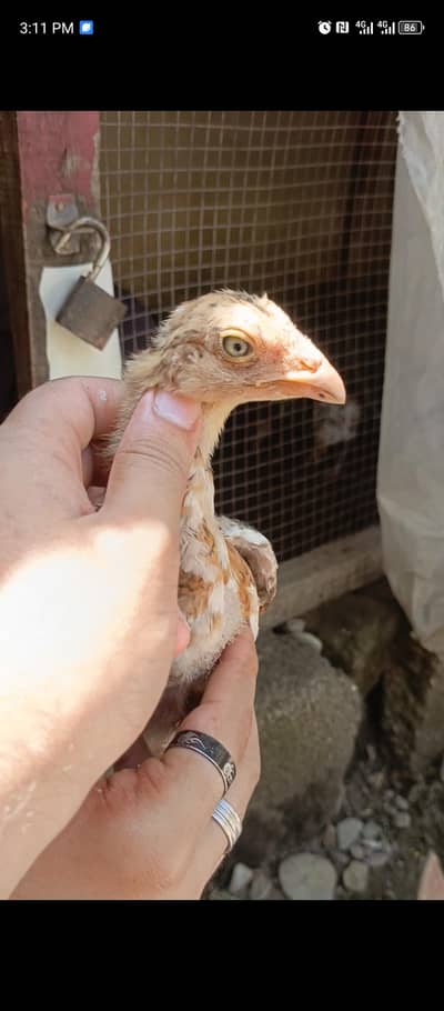 chicks for sale