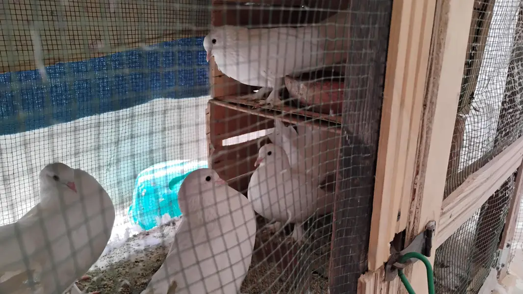 English Fantail/ laka kabootar — photo 4