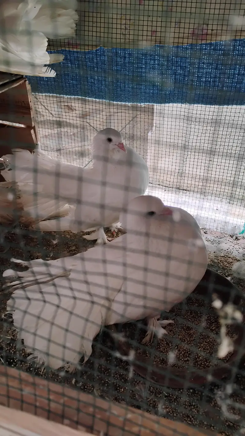 English Fantail/ laka kabootar — photo 5