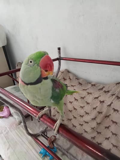 raw parrot handtame