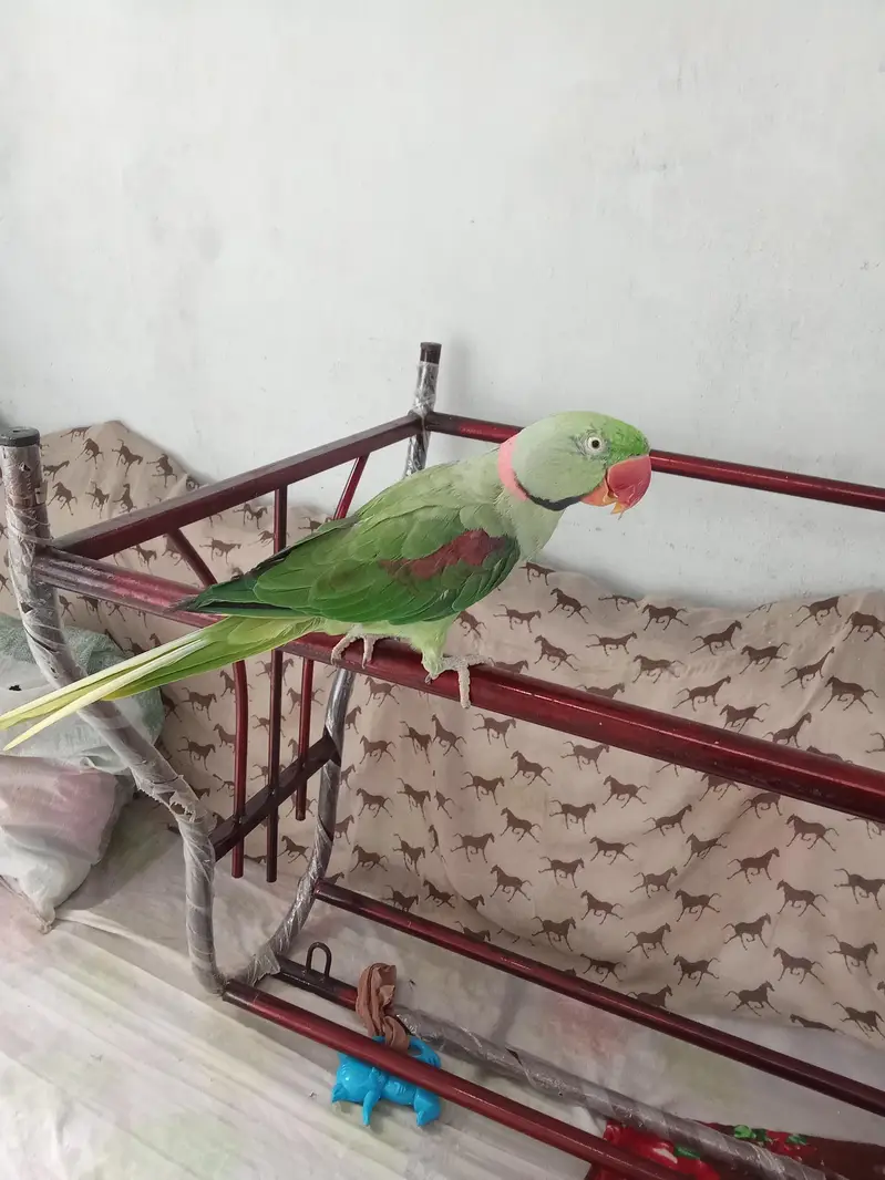 raw parrot handtame — photo 2