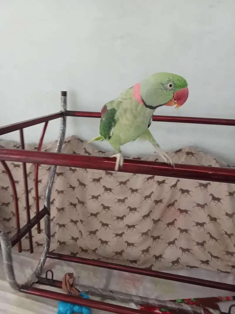raw parrot handtame — photo 3