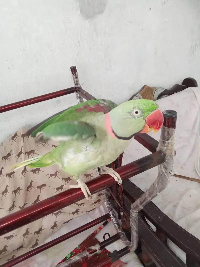 raw parrot handtame — photo 4
