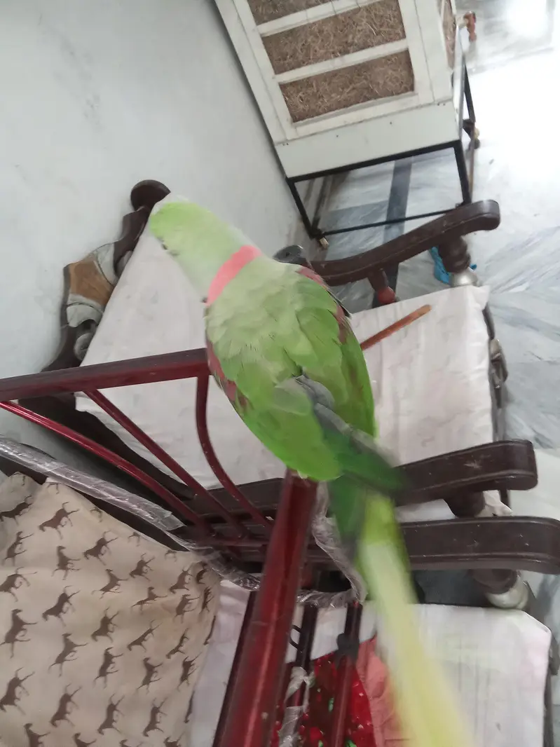 raw parrot handtame — photo 5