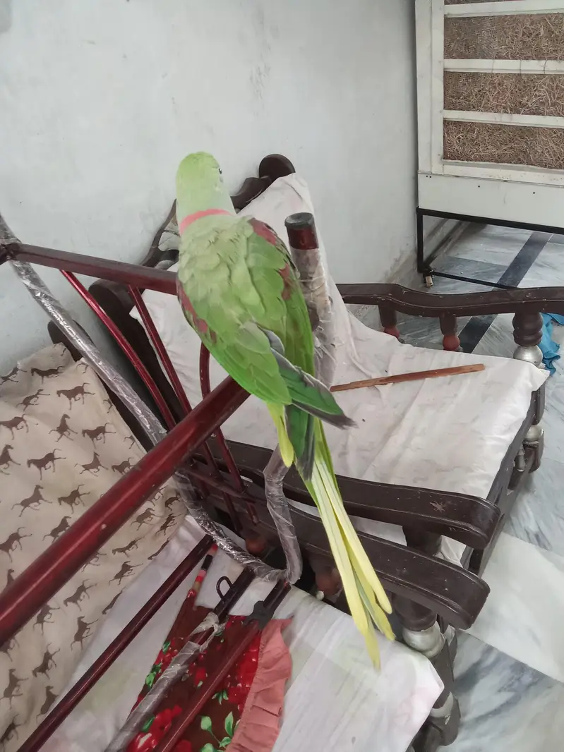 raw parrot handtame — photo 6