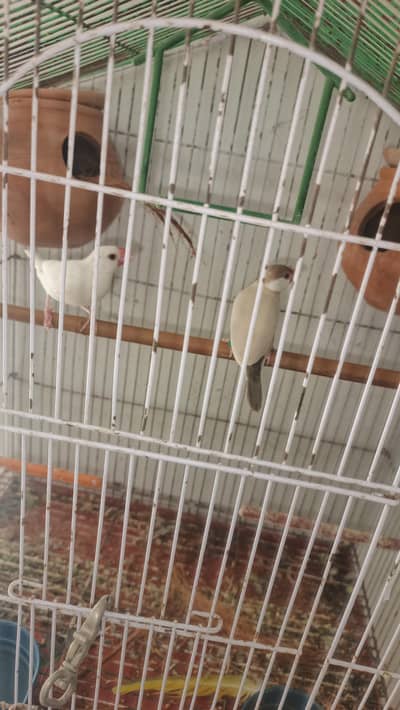 white split red eyes male brown female red eyes breeder pair for sale
