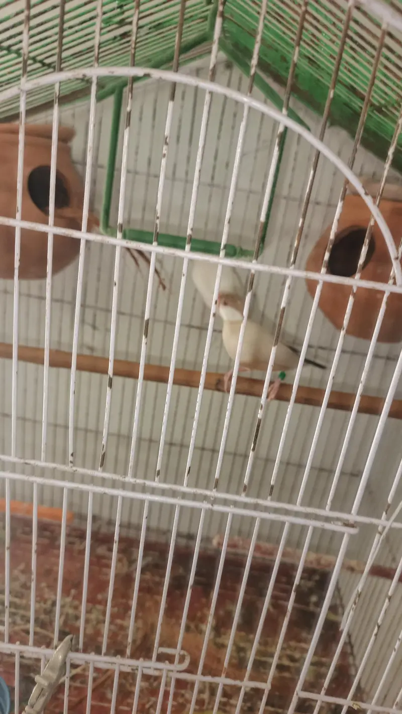 white split red eyes male brown female red eyes breeder pair for sale — photo 2