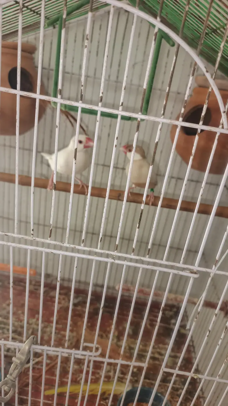 white split red eyes male brown female red eyes breeder pair for sale — photo 3