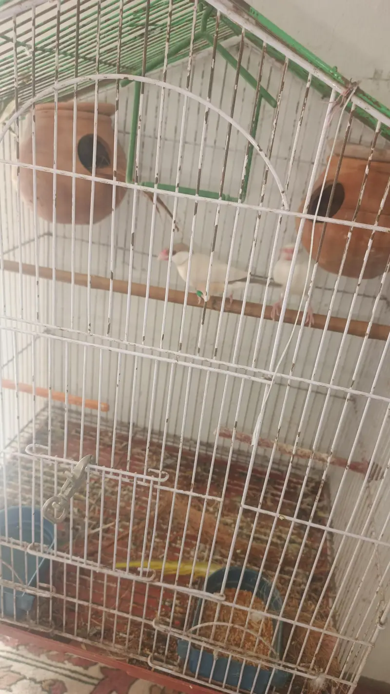 white split red eyes male brown female red eyes breeder pair for sale — photo 4