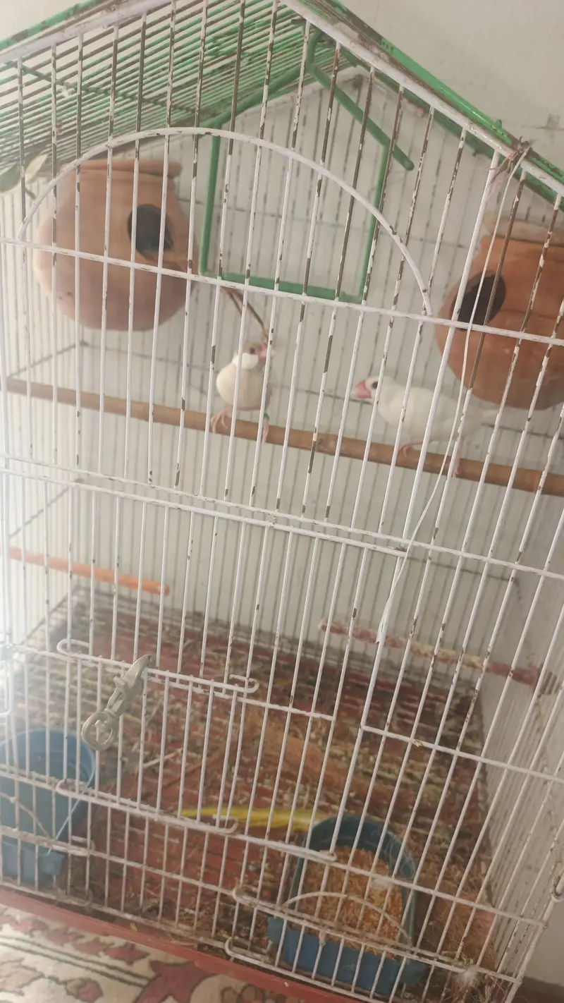 white split red eyes male brown female red eyes breeder pair for sale — photo 5
