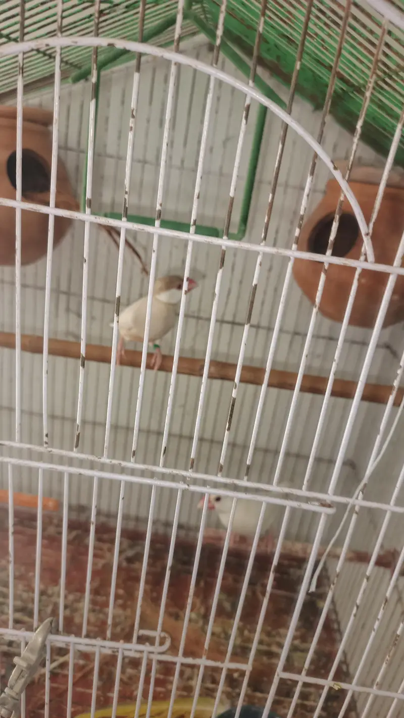 white split red eyes male brown female red eyes breeder pair for sale — photo 6