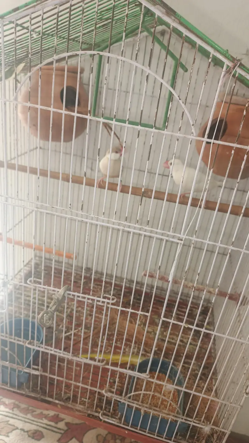 white split red eyes male brown female red eyes breeder pair for sale — photo 7