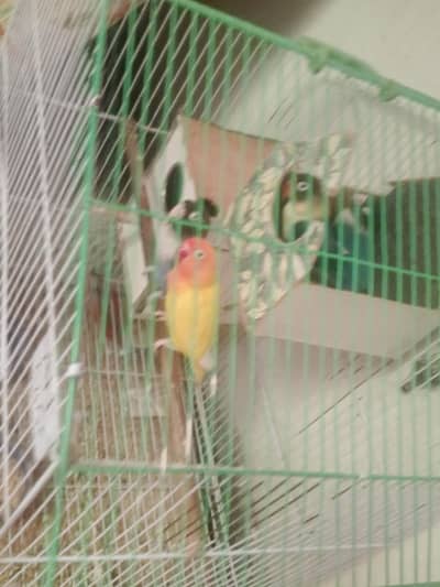 2 pairs+ Cage