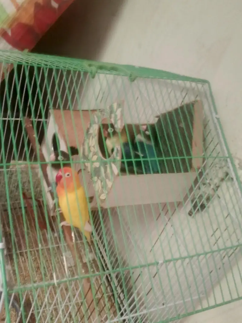 2 pairs+ Cage — photo 2