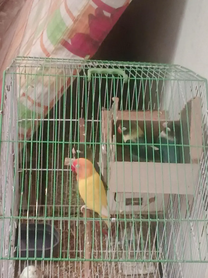 2 pairs+ Cage — photo 3