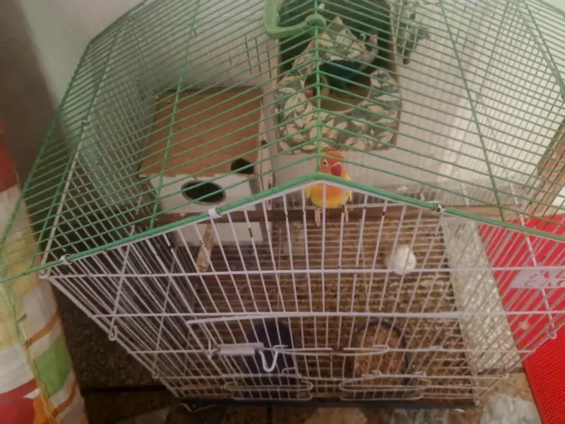 2 pairs+ Cage — photo 4