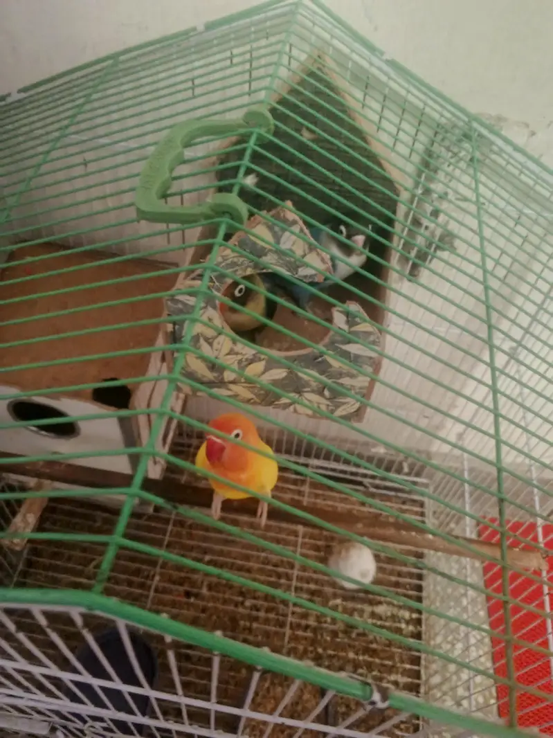 2 pairs+ Cage — photo 5