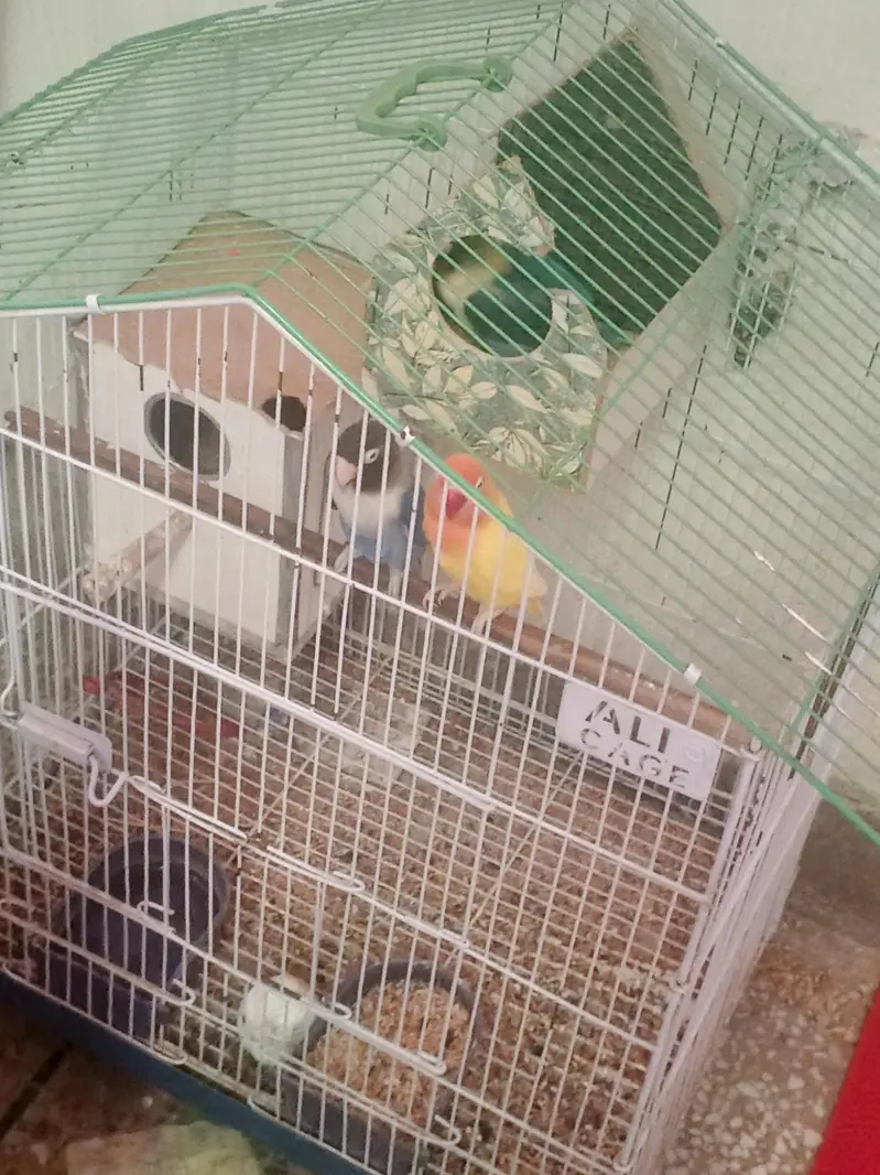2 pairs+ Cage — photo 6