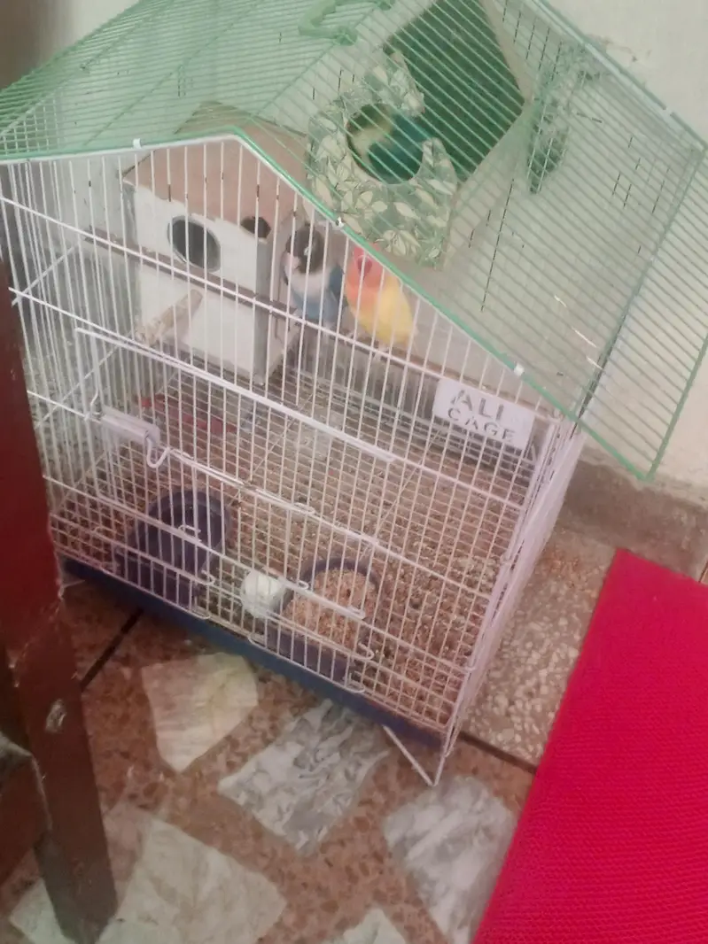 2 pairs+ Cage — photo 7
