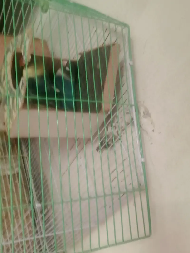 2 pairs+ Cage — photo 8