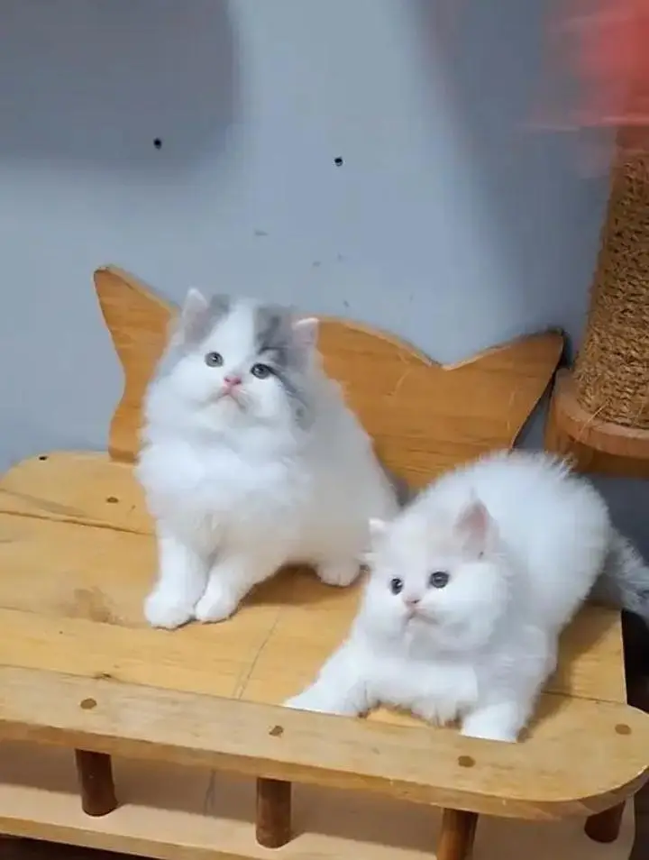 (Persian female kitten. my WhatsApp number 0309----37----13----691 — photo 2