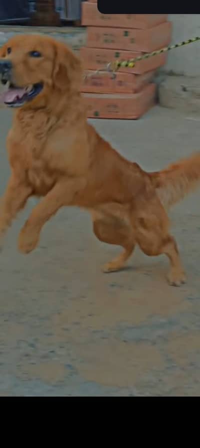 Golden retriever