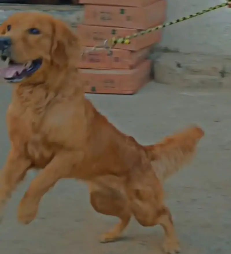 Golden retriever — photo 2