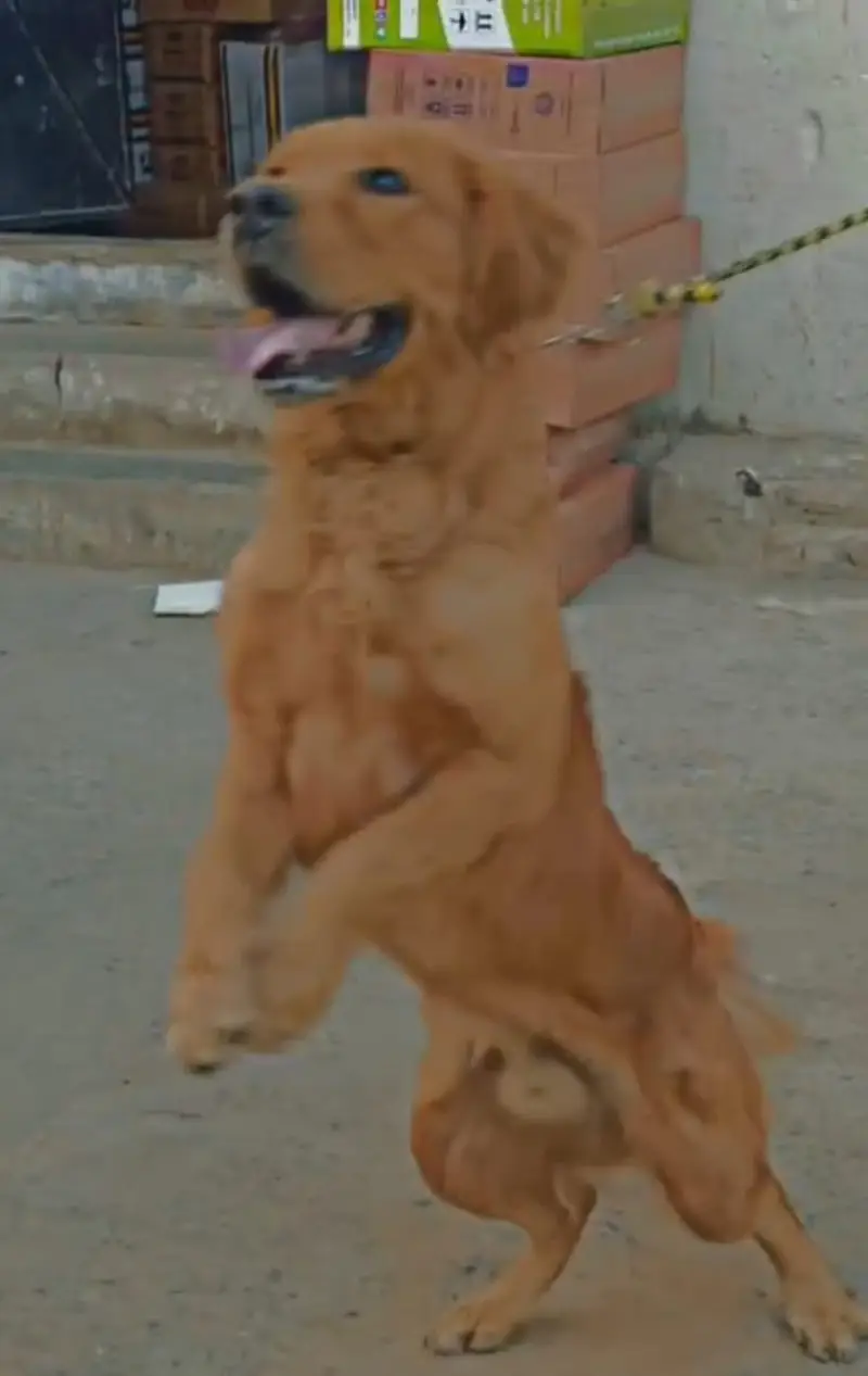 Golden retriever — photo 3
