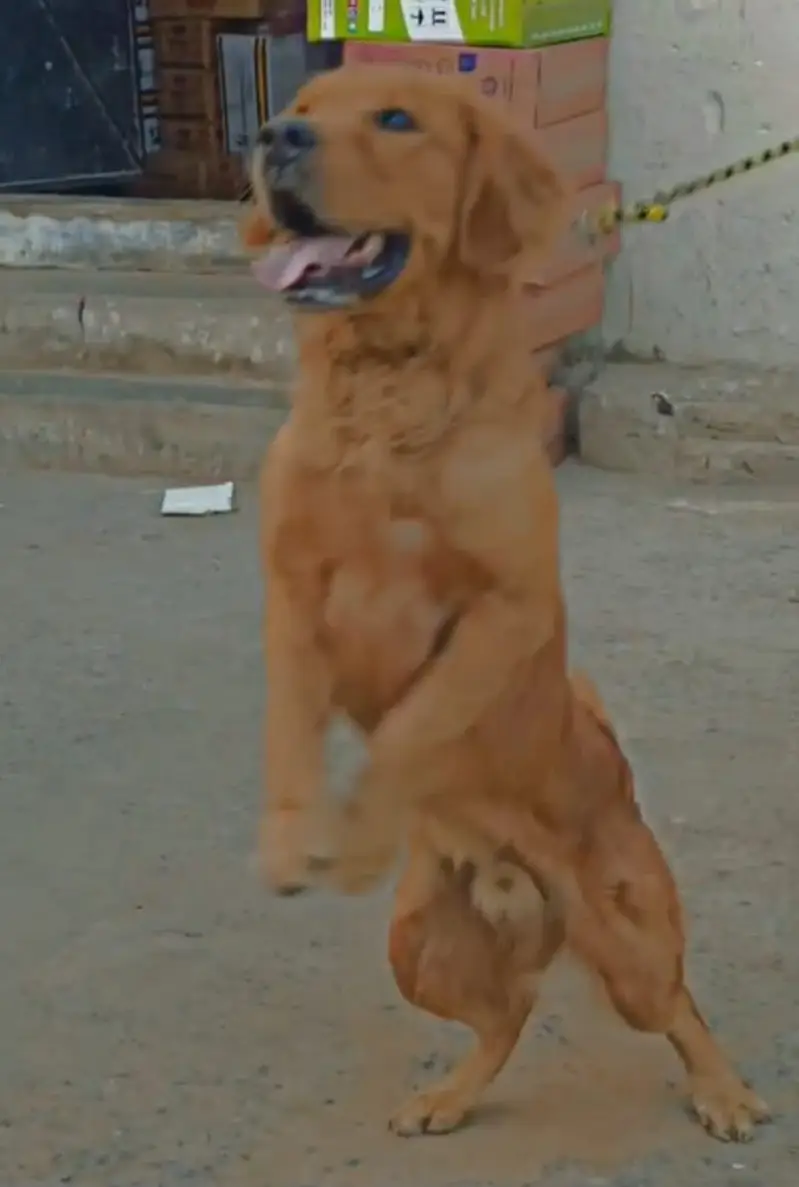 Golden retriever — photo 4