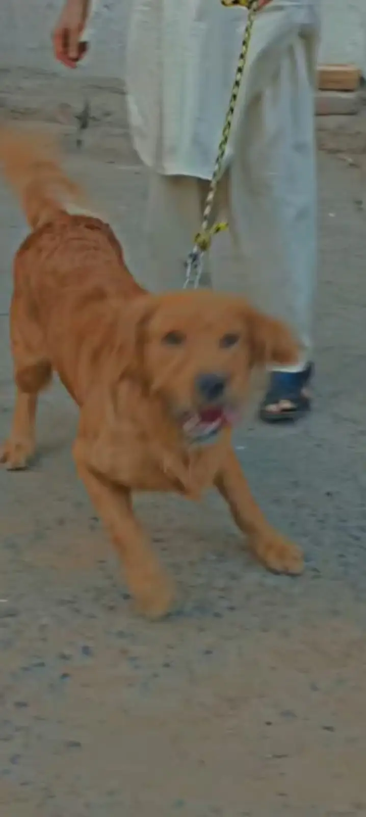 Golden retriever — photo 5