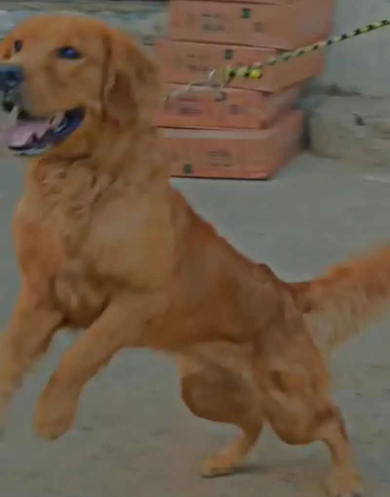 Golden retriever — photo 6