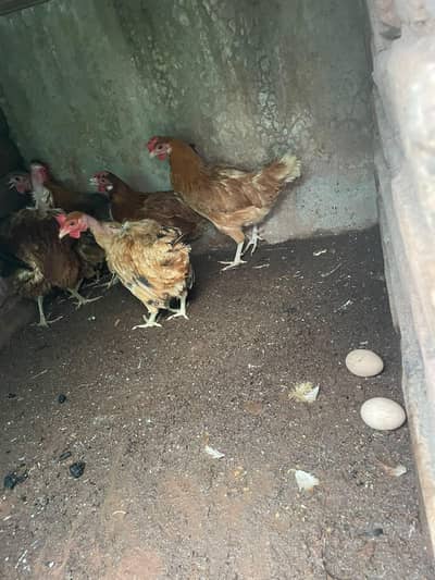 golden misri murghiya ando wali available