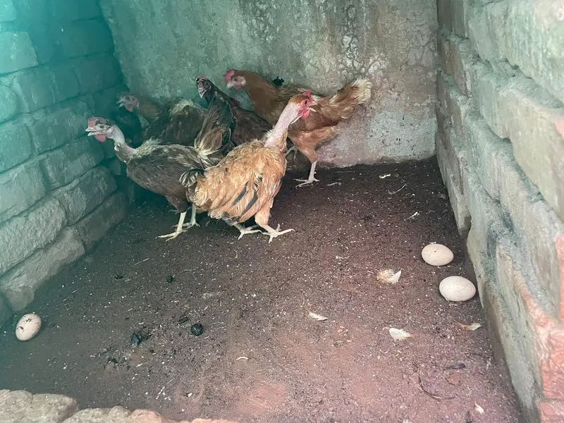 sab ando wali ha murghiya — photo 2