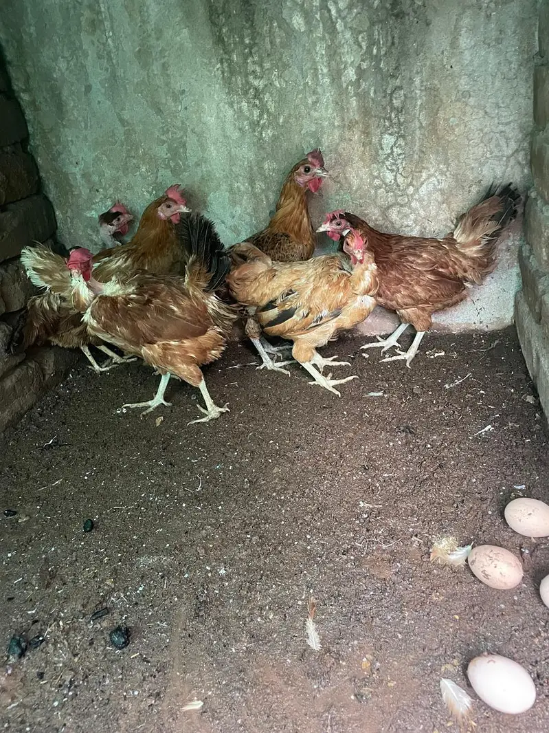 sab ando wali ha murghiya — photo 3