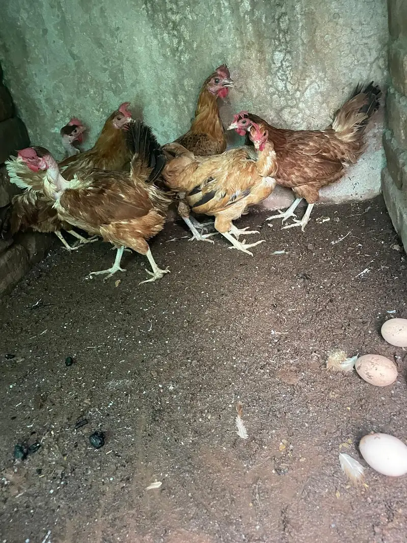 sab ando wali ha murghiya — photo 5