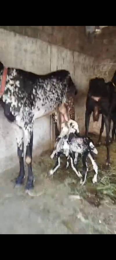 Makhi cheeni bakri bacho wali