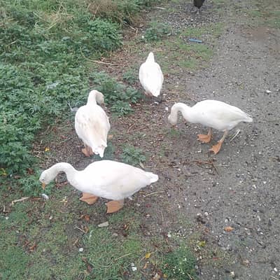long neck ducks