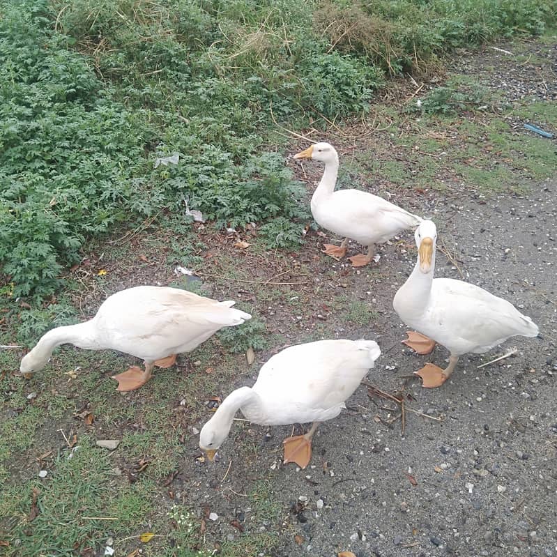long neck ducks 1