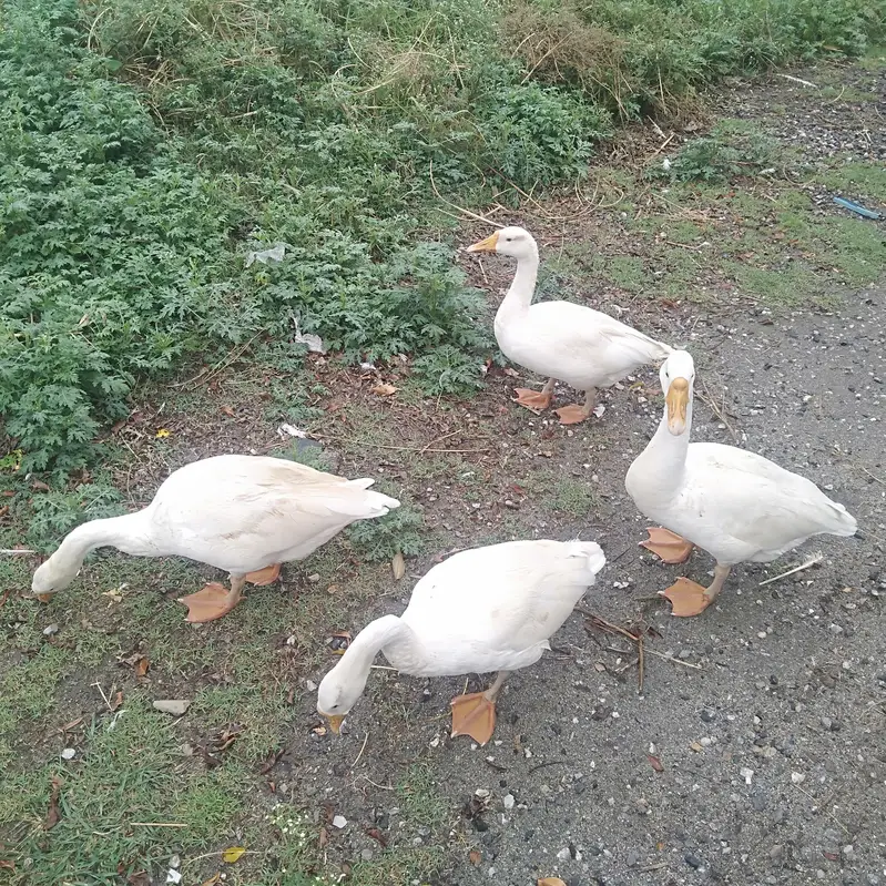 long neck ducks — photo 2