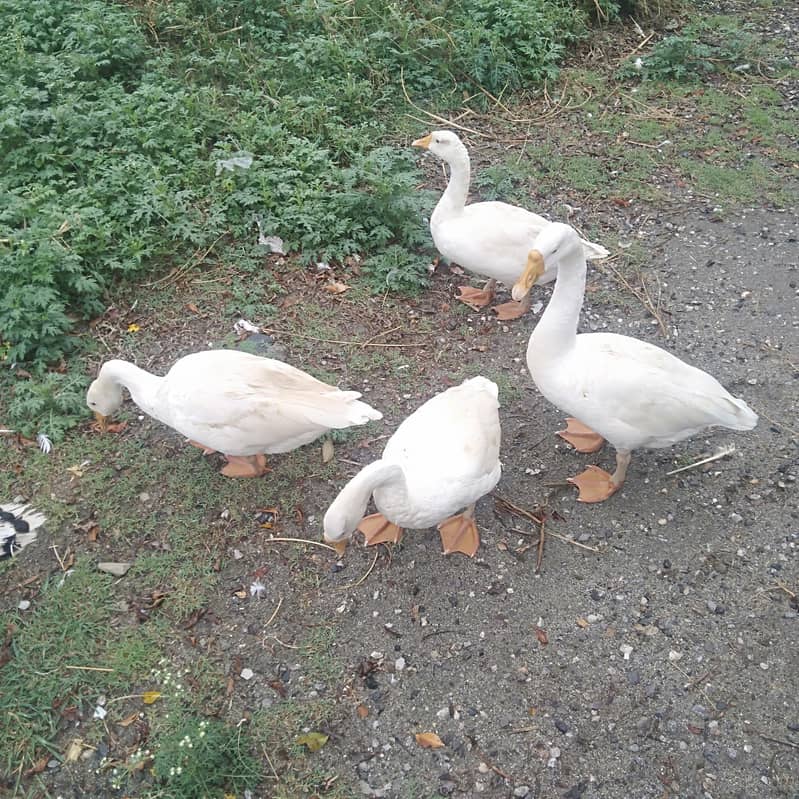 long neck ducks 2